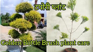 बेहद खूबसूरत शो प्लांट ।। tapori plant ।। Golden bottle Brush plant care [upl. by Ppilihp]