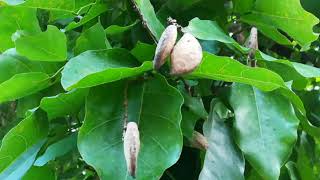 Indian beech Pongam oiltree karanj Hindi hongekarajata Pongamia pinnata Tree [upl. by Kassi469]