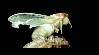 Cicada Molting Time Lapse [upl. by Kurth]