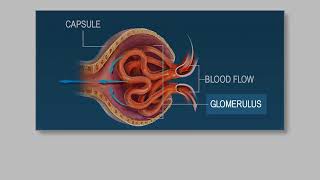 Components of BLOOD PLASMA vs HEMATORCIT How the KIDNEYS can regulate BLOOD PRESSURE [upl. by Pollyanna]