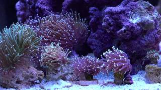 WTF Torch Goals  My Torch Coral Collection [upl. by Idnerb743]