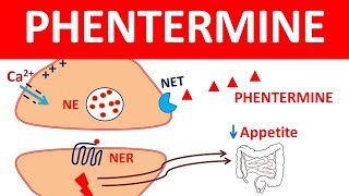 Phentermine for weight loss  What you should know [upl. by Einial925]