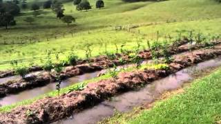 Permaculture  Water Harvesting  Full Swales [upl. by Nitnerb763]