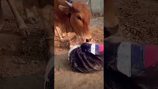 Cawyadi karm tere to jivani Dhanya Ho Gaye 🐄🙏 [upl. by Kassi]