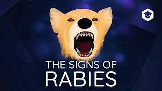 A master of deception  the signs of rabies in dogs [upl. by Benji672]