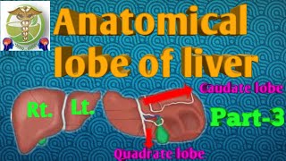 Anatomical Lobes of liver PART3 Caudate lobe and Quadrate lobe easy explain by Adnan Khan [upl. by Adekam]