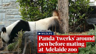 Panda twerks around pen to prepare for rare mating event at Adelaide zoo [upl. by Beret]