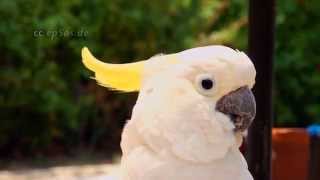 Talking Cockatoo Parrot in Private Zoo of Bintan [upl. by Graehme727]