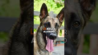 Les 5 chiens les plus protecteurs shorts [upl. by Hedges905]