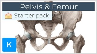 Pelvis Hip bone and Femur  Human Anatomy  Kenhub [upl. by Inahs]