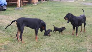 Puppies Black and Tan Coonhound  5 weeks old [upl. by Seditsira]