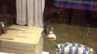 Redback Spider vs Christmas Beetle [upl. by Standford273]