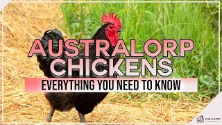 Australorp Chickens Everything You Need To Know [upl. by Atiuqal97]