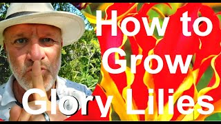 How to Grow the Glory Lily  Gloriosa superba [upl. by Nosauq712]