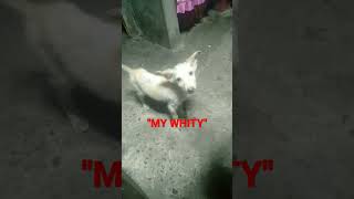 quotMY WHITYquot viral trending puppy [upl. by Evol]