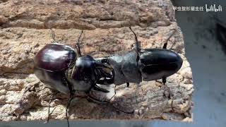 Dorcus titanus palawanicus vs Megasoma actaeon [upl. by Nannie]