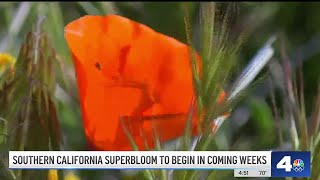 SoCal superbloom to begin in coming weeks [upl. by Jari]