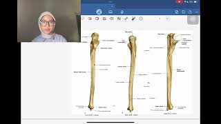 Anatomi Regio Antebrachium dan Manus [upl. by Eltsirc83]