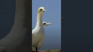 northern gannet morus bassanus [upl. by Nrehtak]