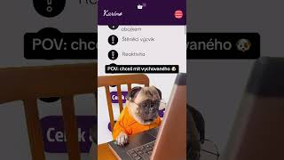 kurzyonline kurzy vycvikpsu vycvikpsa doglover dogshorts czsk czechmeme funnyshorts [upl. by Atteuqehs]