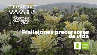 Frailejones  Precursores de vida [upl. by Zeugirdor]