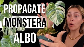 The EASY Way to Propagate Variegated Monstera Albo from Start to Finish [upl. by Isabelita]