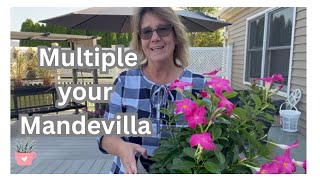 Mandevilla Multiplier [upl. by Warchaw339]