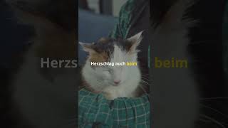 ❤️ Der Herzschlag einer Katze liegt zwischen 140 und 220 Schlägen pro Minute [upl. by Nnyw827]