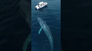 Regardez lénorme baleine cest incroyable [upl. by Fleece]