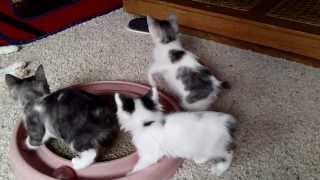 Japanese Bobtail Kittens Playing [upl. by Ailehs]