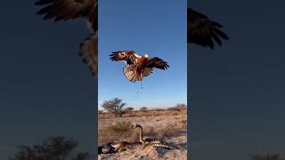 Eagle Hunts snake unbelievable Best vadio 😍😊 [upl. by Htaek586]