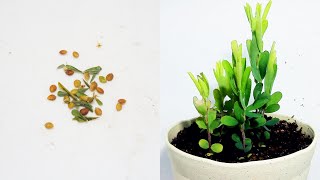 【筮萩】メドハギの発芽と成長  Germination of Lespedeza cuneata Timelapse [upl. by Latsyrk]