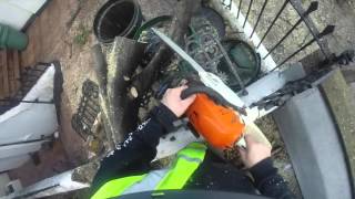 Fallen Pittosporum Removal Chelsea London [upl. by Mcquillin224]