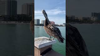 Pelican found at Tampa Bay  Pier60 [upl. by Snah862]