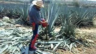 agave plant harvesting video [upl. by Austreng73]