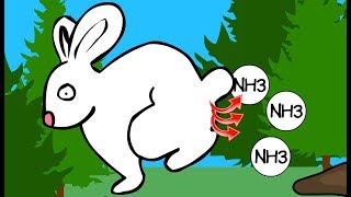 How Does The Nitrogen Cycle Work [upl. by Anaidirib874]