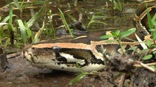 Python stalks Alligator 06  Time Lapse [upl. by Nylannej9]