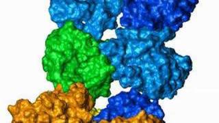 Rhodopsin interaction with transducin [upl. by Yesac]