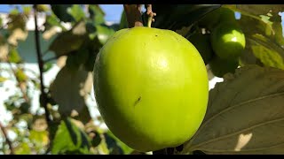 Thai Giant Indian Jujubes  Growing Jujube Fruit in Florida [upl. by Lubet732]