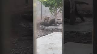 Golden Retrievers playing in mud shorts [upl. by Pampuch697]