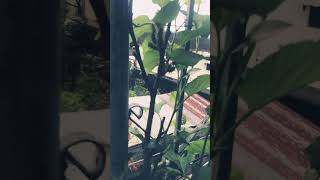 from rotting stage to fruit bearing shorts shortsvideo mulberries fruits [upl. by Ramo]