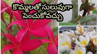 Right way to grow Plumeria from stem cuttings దేవగన్నేరు ను కొమ్మలతో పెంచుకునే పద్ధతి [upl. by Norvin]