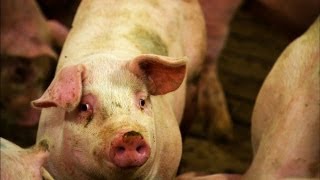 What’s Causing Pig Barn Explosions [upl. by Atinor]