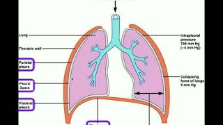 Anatomy  Body Cavities amp Serous Membranes [upl. by Airednaxela]