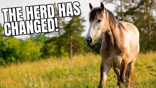 Who’s The Herd Leader Now Understanding Equine Behavior [upl. by Arbrab]