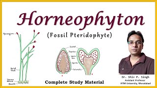 Horneophyton  A fossil Pteridophyte  BSc Botany  MSc Botany [upl. by Eizzil]