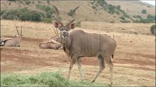 Bothongo Rhino amp Lion Nature Reserve Gauteng South Africa  Game Reserve  African Safari  Part 1 [upl. by Netsrak]