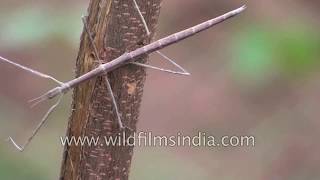 Stick insect or Phasmatodea [upl. by Aicirtan]