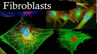 Fibroblasts In 3 Minutes [upl. by Lardner928]