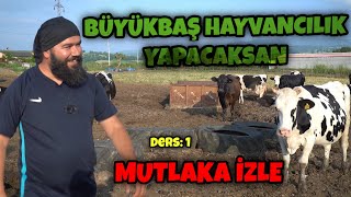 BÜYÜKBAŞ HAYVANCILIK NASIL YAPILIR  SÜT HAYVANCILIĞI GİRİŞ DERSİ [upl. by Kilian]